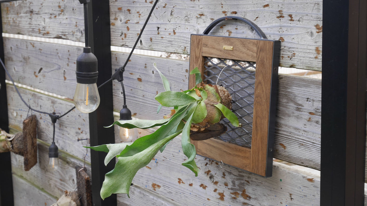 コウモリランの着生板ラック