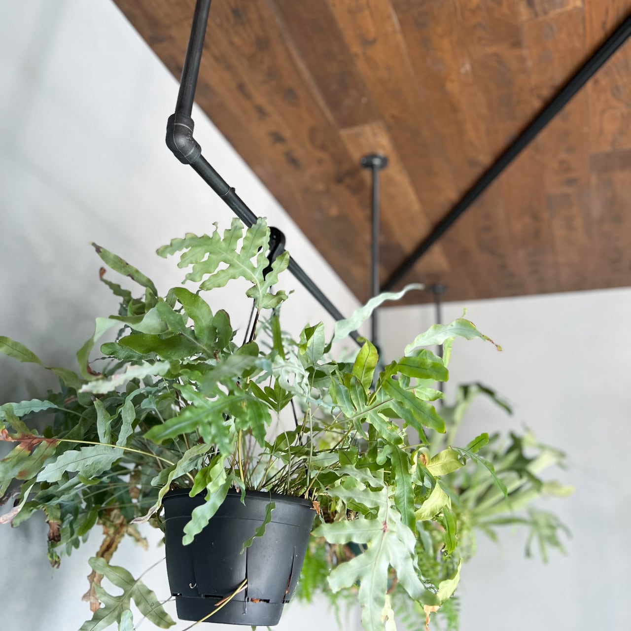 ハンガーパイプ、ハンガーバー