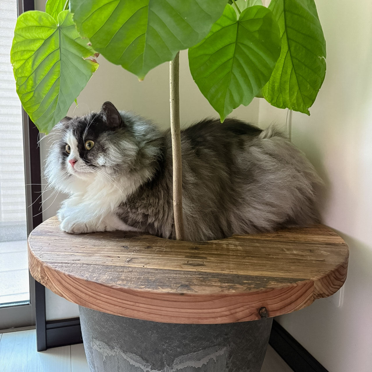 Old Planter Table
