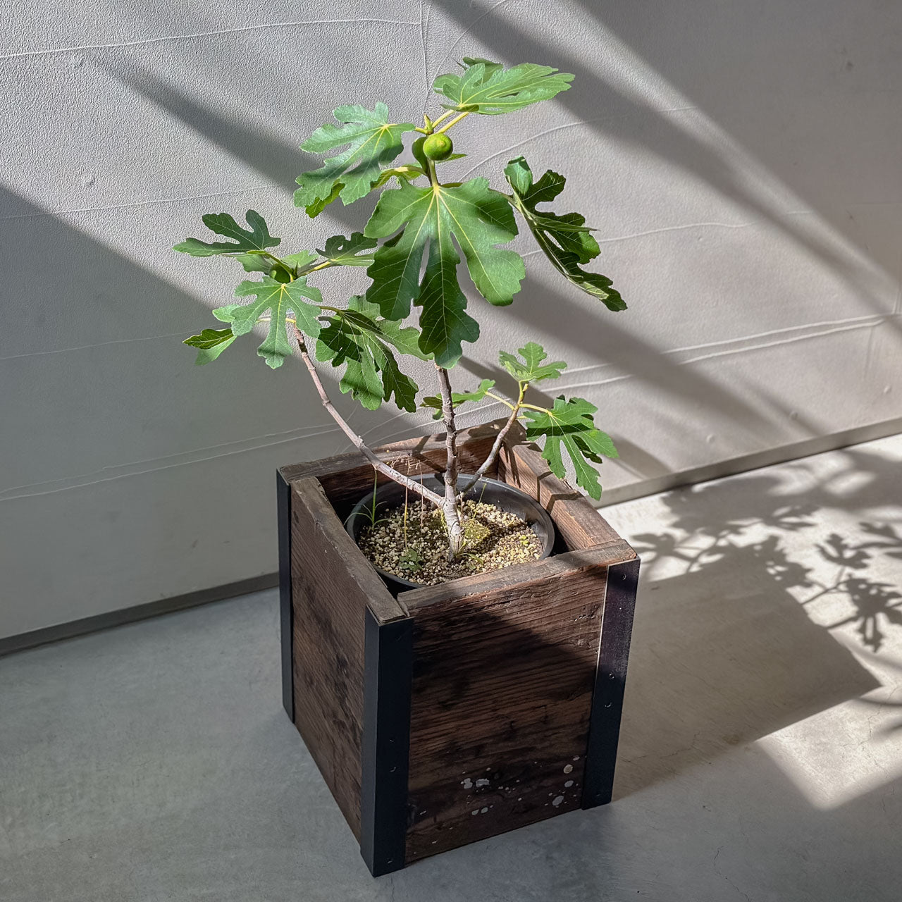 Old Planter Cover