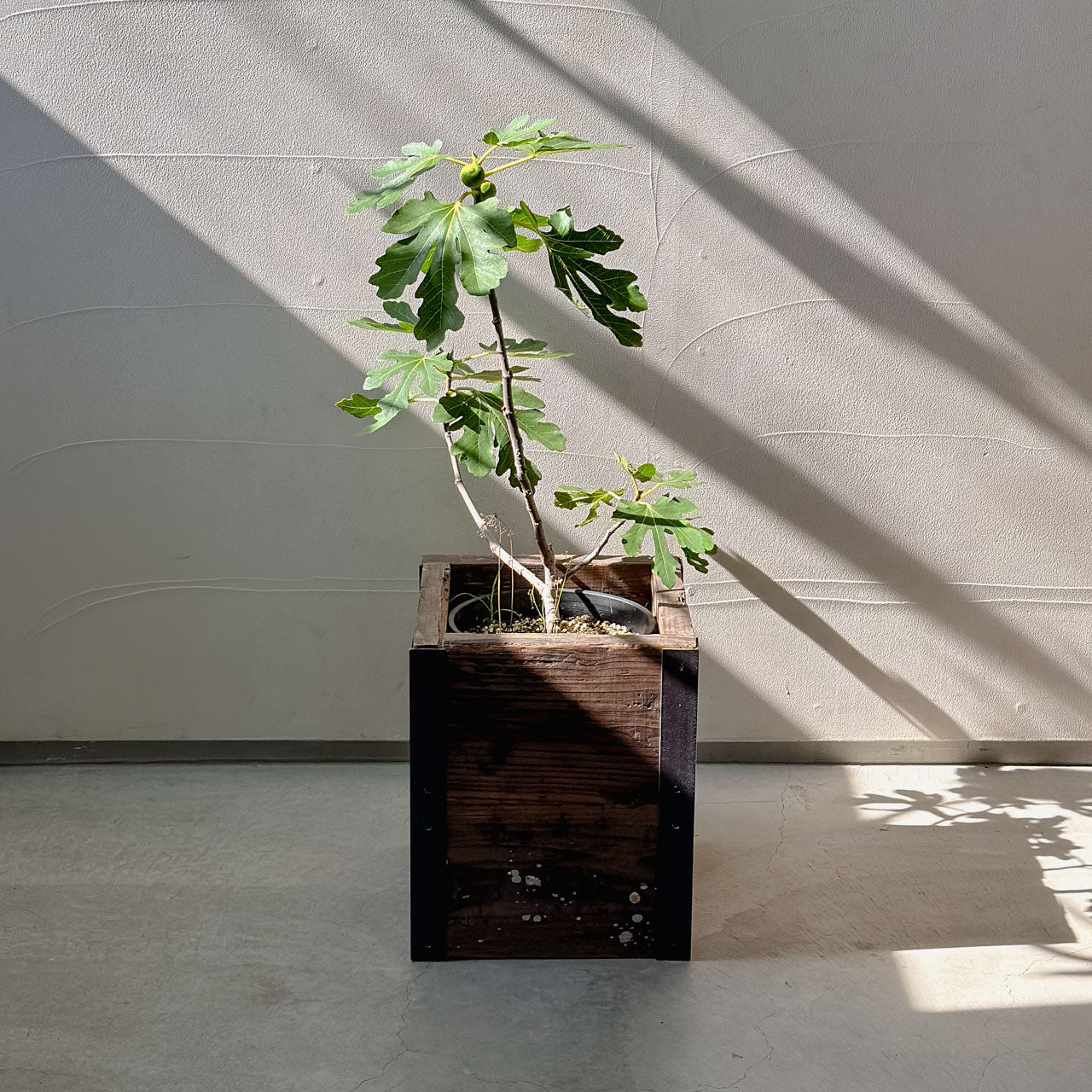 Old Planter Cover