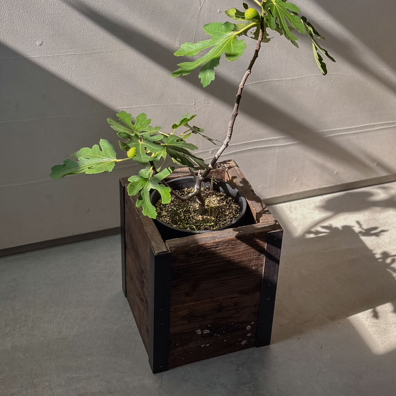 Old Planter Cover