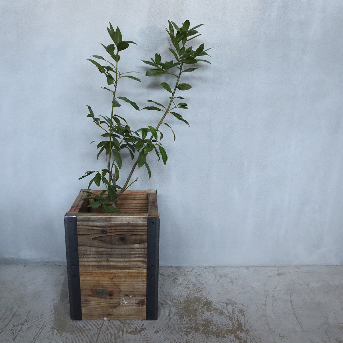 Old Planter Cover
