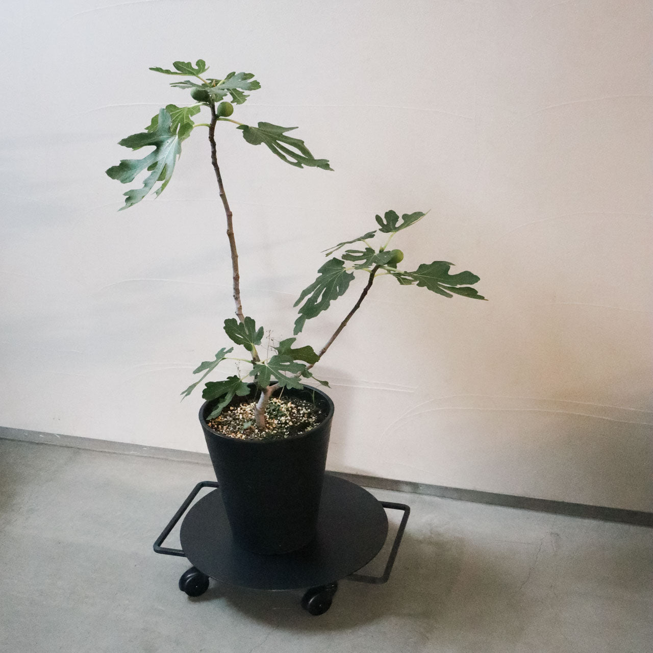 Wheel Low Table