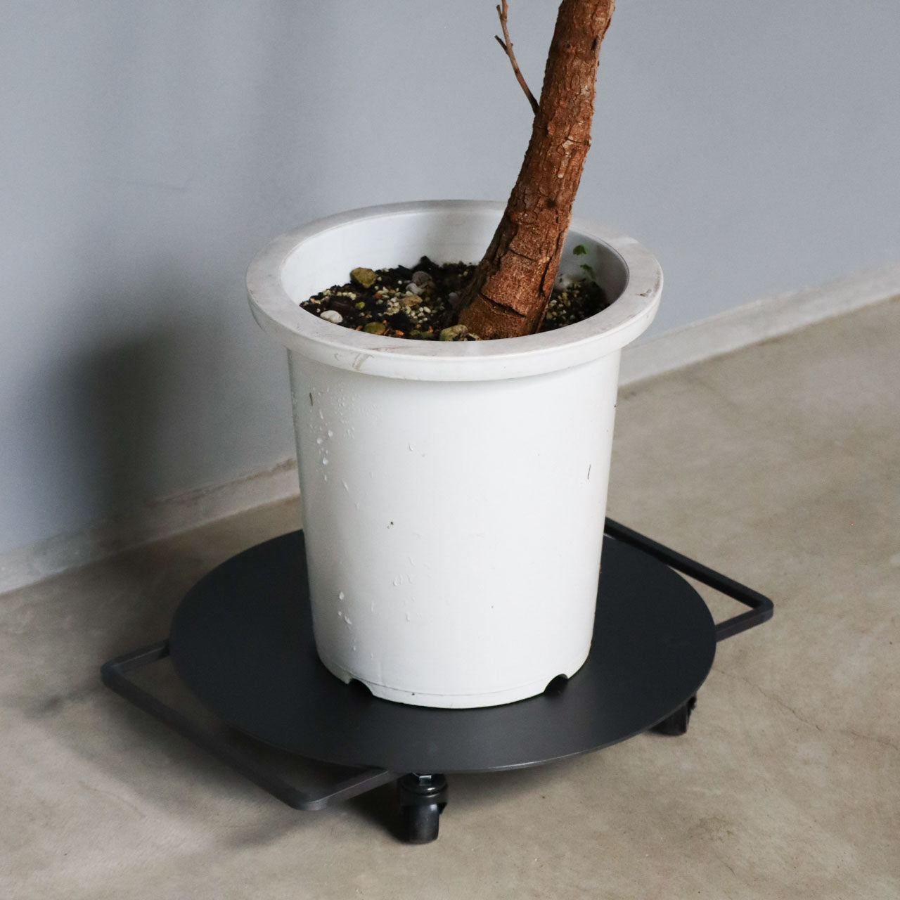 スクエアアイアンプレート台車 植物の大きな鉢を乗せている