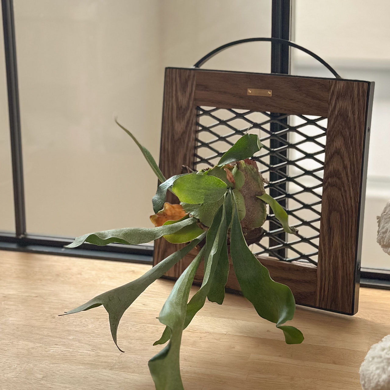 ビカクシダ・コウモリラン用の着生板ラック