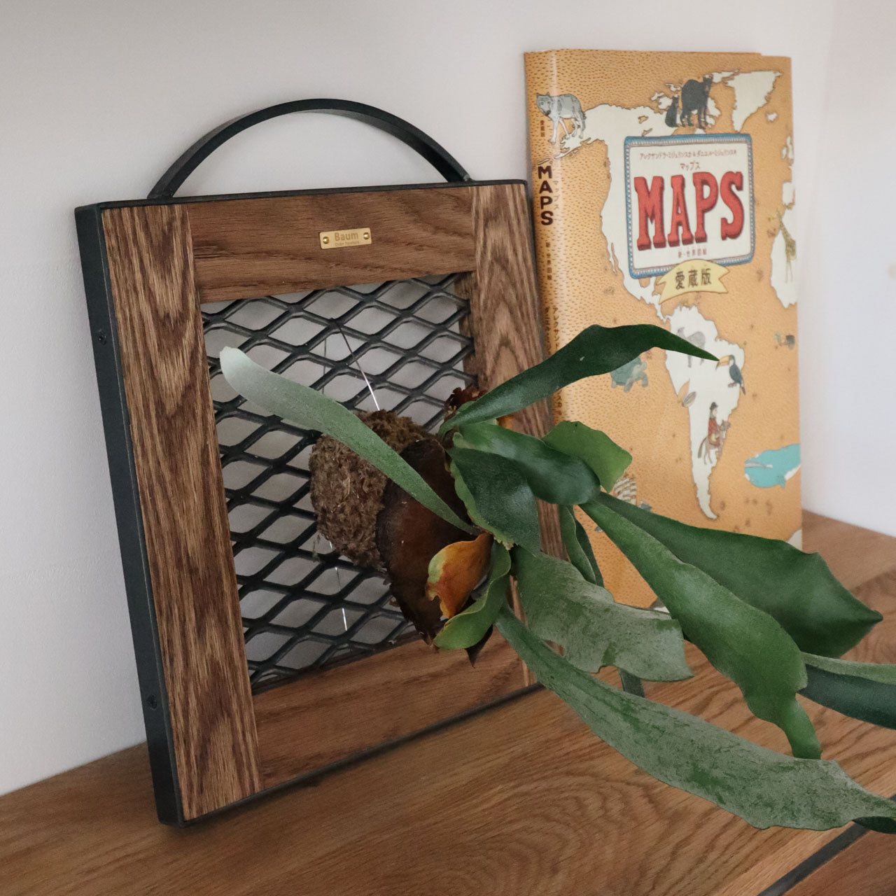 ビカクシダ・コウモリラン用の着生板ラック